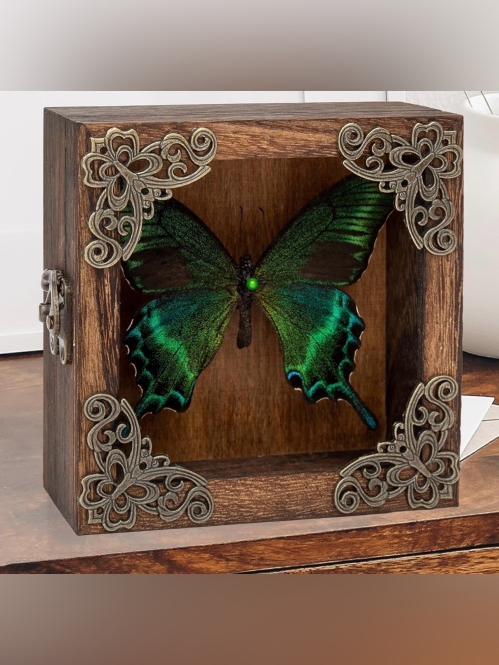 Amazing REAL BUTTERFLY Whimsical Bohemian Cottagecore Wall Art Shadow Box